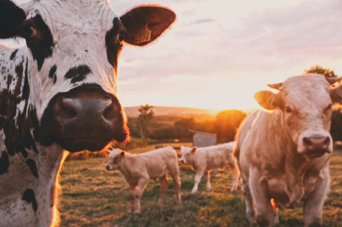 Drought, Fire and High Diesel Prices 'Addin' Up Tough' for Western Ranchers